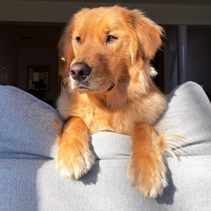 Meet your Posher, Wil